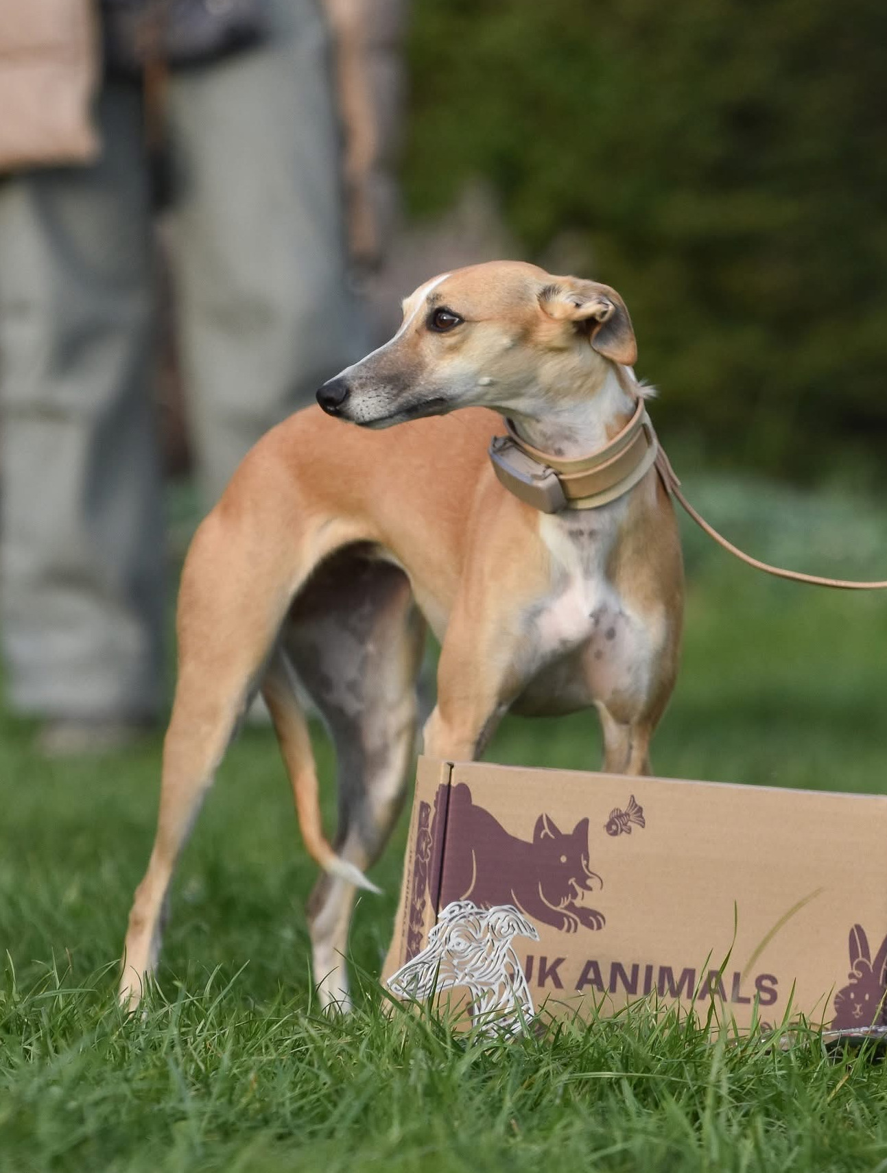 Hnědý pes Whippet fenka s obojkem stojí na trávě a opatrně drží kartonovou krabici s logem.
