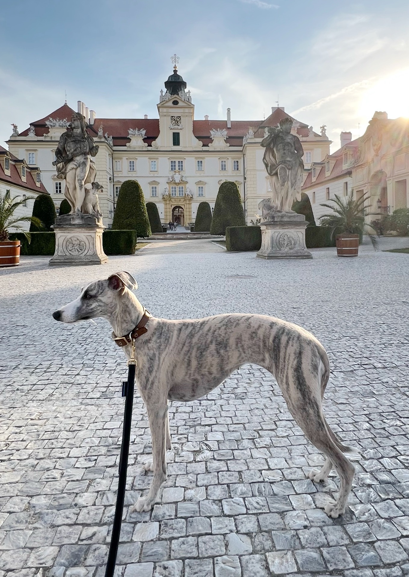 Whippet béžovo Šedý pes na vodítku před barokním palácem, sochy v zahradě a sluneční obloha.