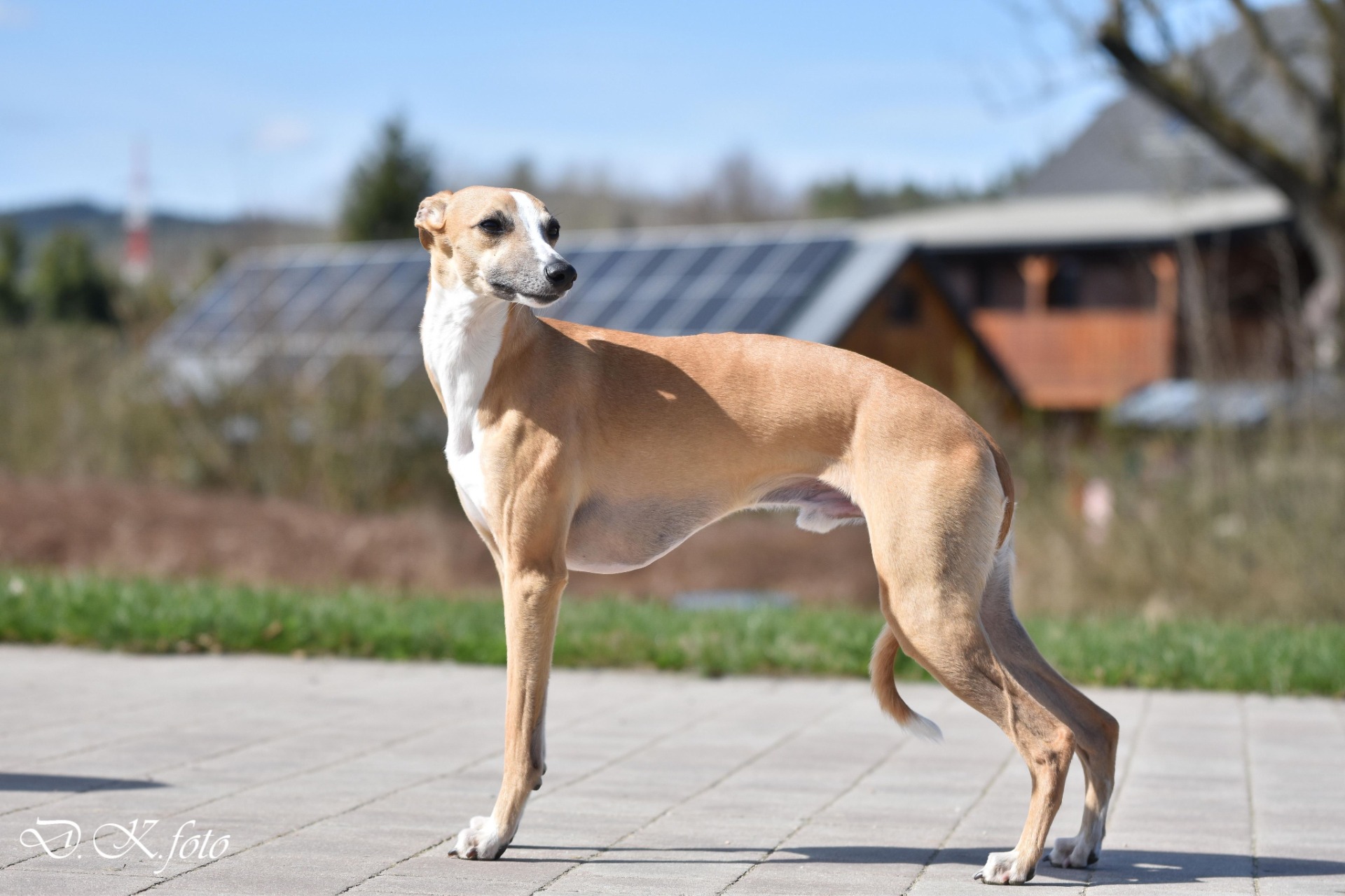 Whippet pes plavý / zrzavý / červený