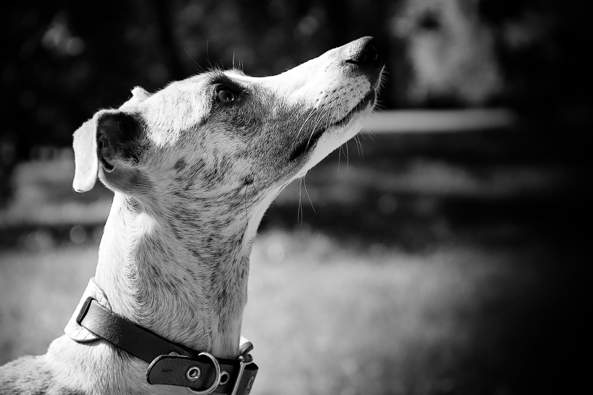 Whippet fena plava s modrým žíháním
