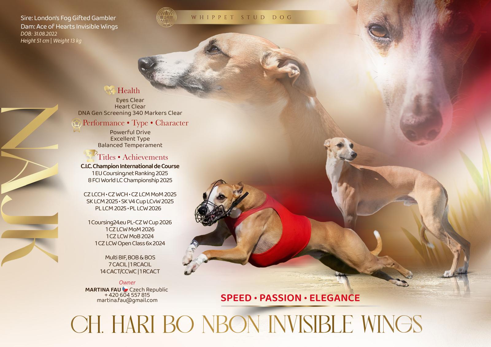 Whippet pes plavý / zrzavý / červený KRYCÍ PES