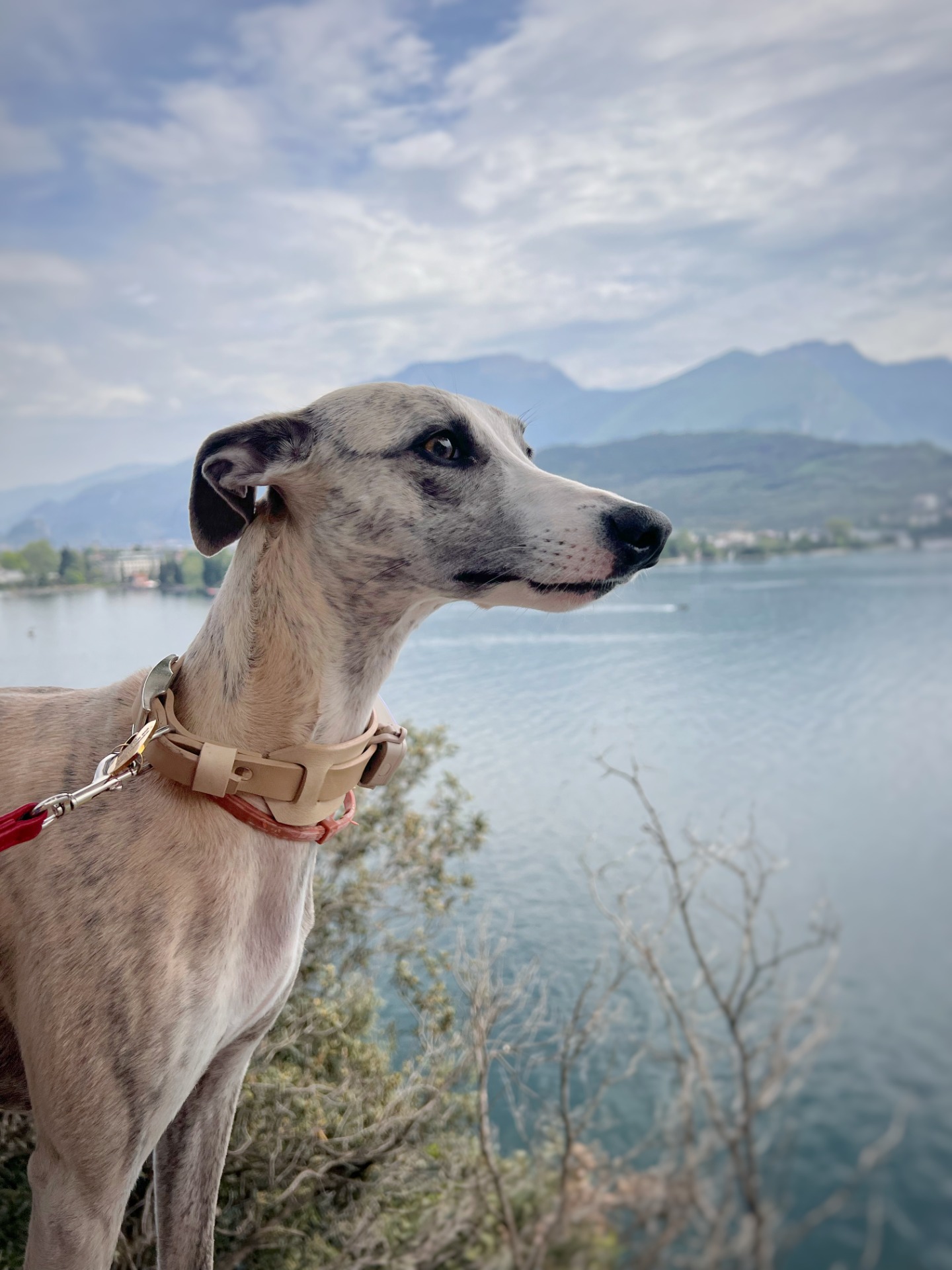 Whippet fena plava s modrým žíháním
