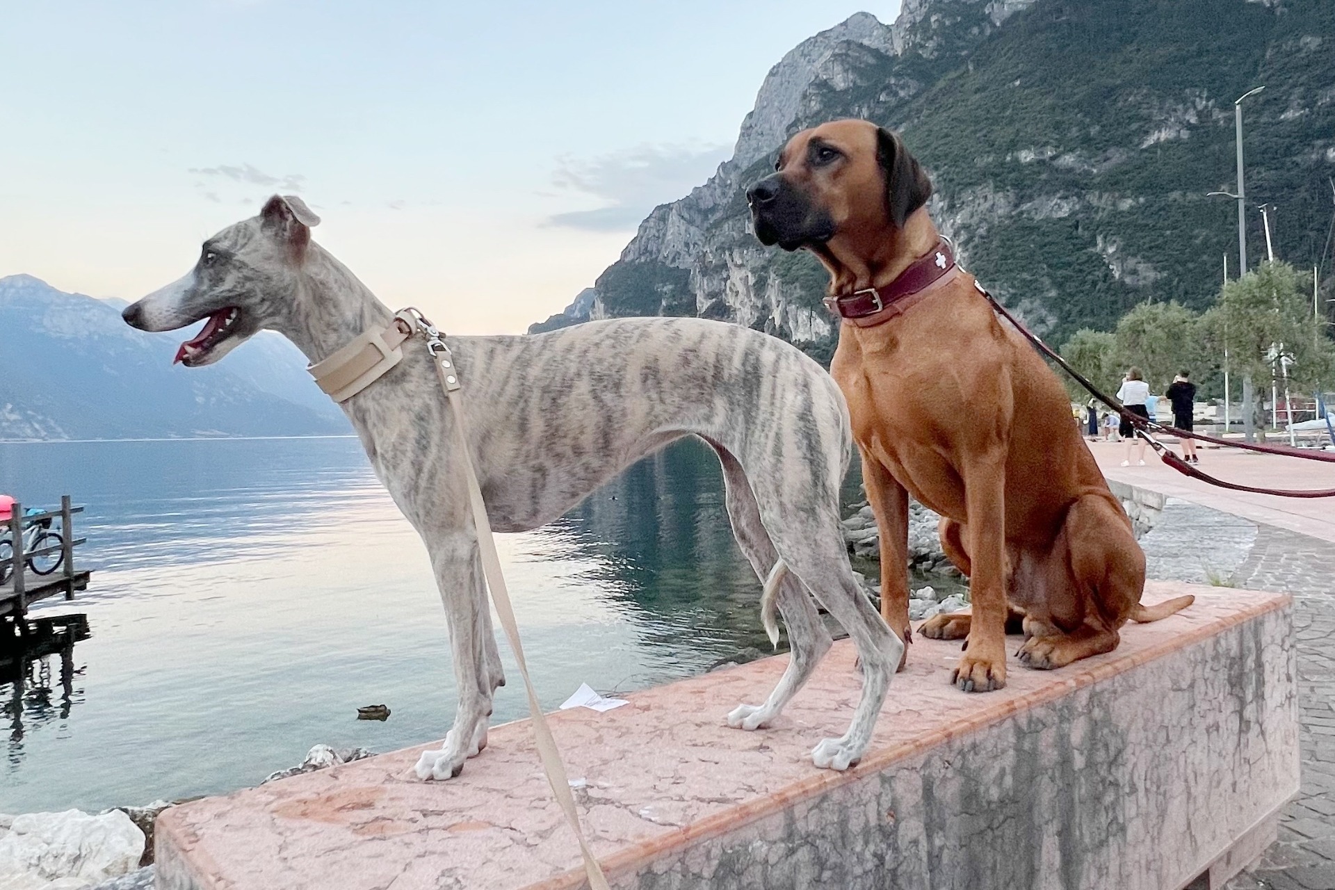Whippet fena plava s modrým žíháním